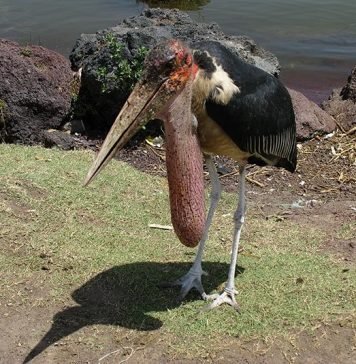 Африканский марабу