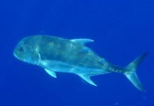 Гигантский каранкс – подводный силач