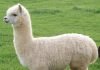 Альпака – древняя лама