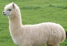 Альпака – древняя лама