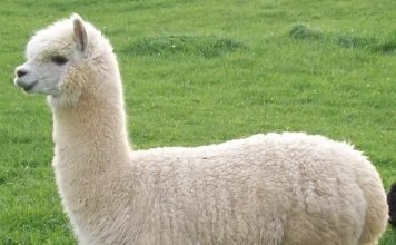 Альпака – древняя лама