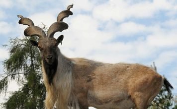 Мархур – горный козел семейства полорогих