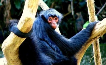 Черная коата – паукообразная обезьяна