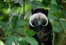 Императорский тамарин – усатый весельчак