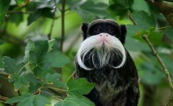 Императорский тамарин – усатый весельчак