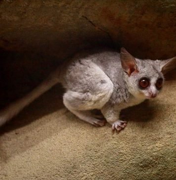 О чем «плачет» галаго?