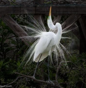 Большая белая цапля