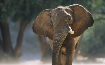 Африканский слон