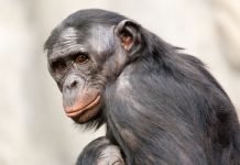 Бонобо — интеллектуальные шимпанзе