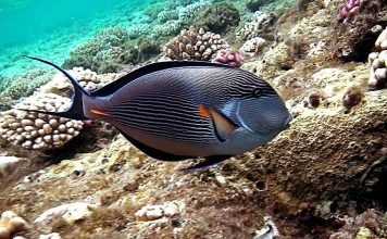 Рыба-хирург – звезда кинематографа