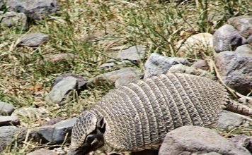 Карликовый броненосец