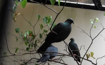 Черный голубь – украшение тихоокеанских островов