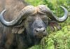 Африканский буйвол