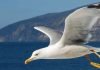 Альбатрос