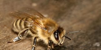 Европейская пчела