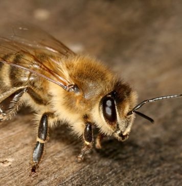 Европейская пчела