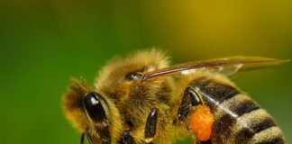 Медоносная пчела