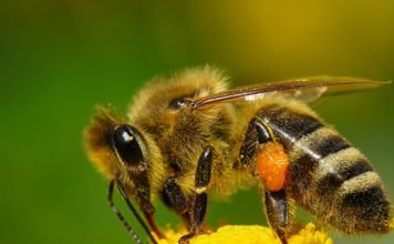 Медоносная пчела