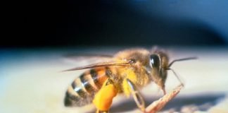 Африканская пчела