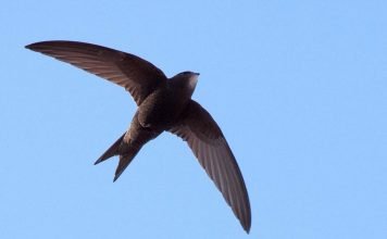 Черный стриж – птица, которую никому не обогнать