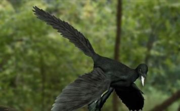 От рептилии к птице (археоптерикс)