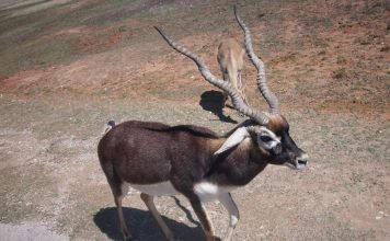 Гарна – винторогая антилопа родом из Индии