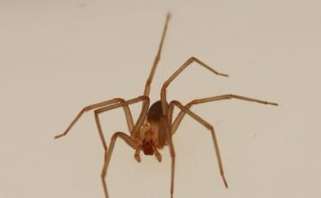 Коричневый паук