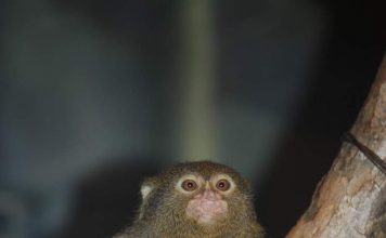 Мармазетка – живая игрушка