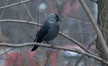 Птица галка: фото и видео «городской» жительницы