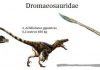Дромеозавриды или Рапторы