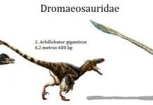Дромеозавриды или Рапторы