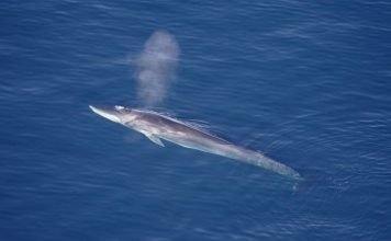 Финвал – кит-долгожитель