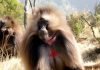 Гелада – мартышка в красной «майке»