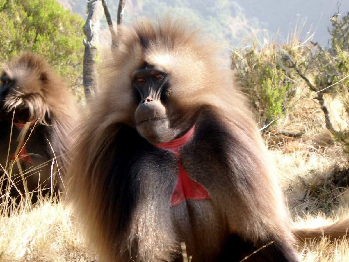 Гелада (Theropithecus gelada). Гелада (Theropithecus gelada).