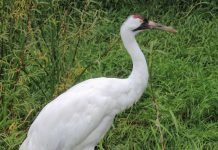 Американский журавль