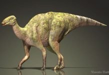 Гадрозавры, траходонты