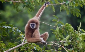 О гиббонах с точки зрения науки