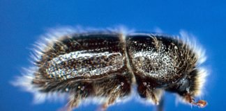 Жук типограф — враг лесных деревьев.