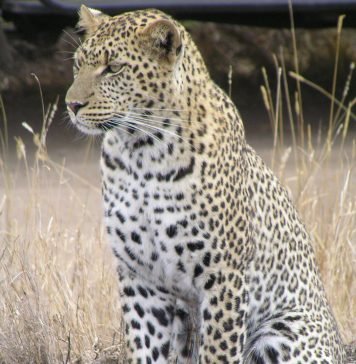 Африканский леопард