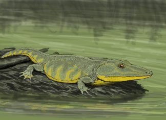 Предки амфибий: Мастодонозавр