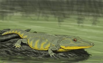 Предки амфибий: Мастодонозавр