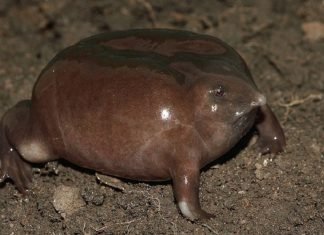 Пурпурная лягушка — необычные земноводные.