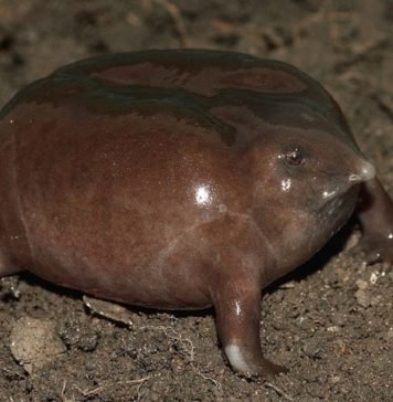 Пурпурная лягушка — необычные земноводные.