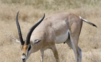 Газель Гранта: все об африканской красавице