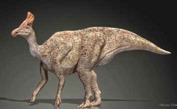 Утконосые динозавры: Гадрозавры