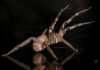 Бразильский паук-солдат