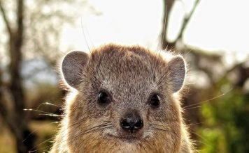 Капский даман – афроазиатский «кролик»