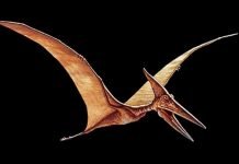 Птерозаурия