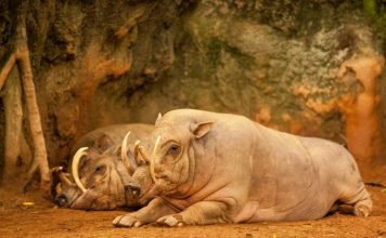 Малайская свинья-олень: кто она?