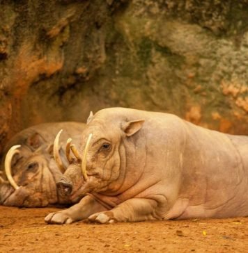 Малайская свинья-олень: кто она?